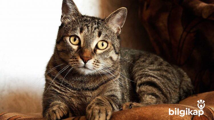 Kedi Bakımında Başarının Sırları  Evcil Hayvanlar Kedi Bakımı